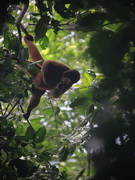 Mono Churungu. Arcoiris. Lodge